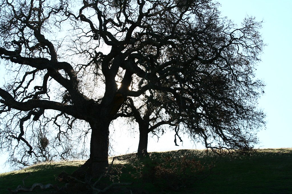 Gate Repair in Oak Park, CA Fence install in Oak Park, CA Fence Repair in Oak Park, CA Gate Repair in Oak Park, CA Garage Door install in Oak Park, CA Gate Install in Oak Park, CA Gate Access Control in Oak Park, CA