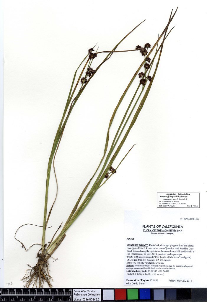 Gate Repair in Taylor Junction, CA Fence install in Taylor Junction, CA Fence Repair in Taylor Junction, CA Gate Repair in Taylor Junction, CA Garage Door install in Taylor Junction, CA Gate Install in Taylor Junction, CA Gate Access Control in Taylor Junction, CA