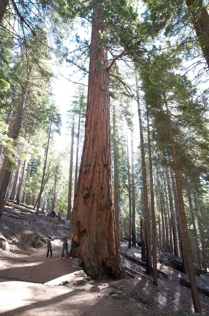 Gate Repair in Cypress Park, CA Fence install in Cypress Park, CA Fence Repair in Cypress Park, CA Gate Repair in Cypress Park, CA Garage Door install in Cypress Park, CA Gate Install in Cypress Park, CA Gate Access Control in Cypress Park, CA